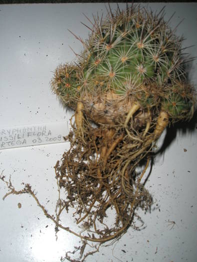 Coryphantha pussiliflora - RADACINI de cactus