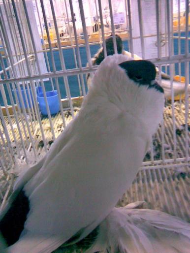 maur 2 - 1503 partea 2