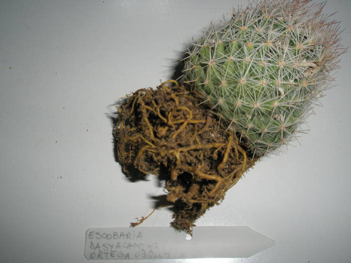 Escobaria dasyacantha