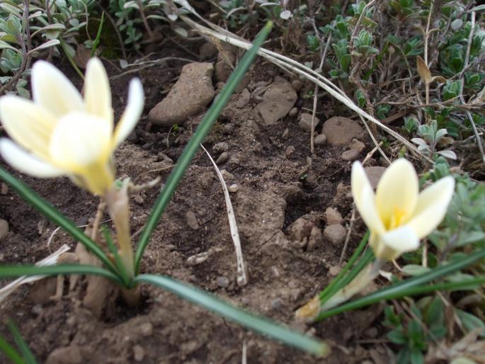 crocus - bulboase