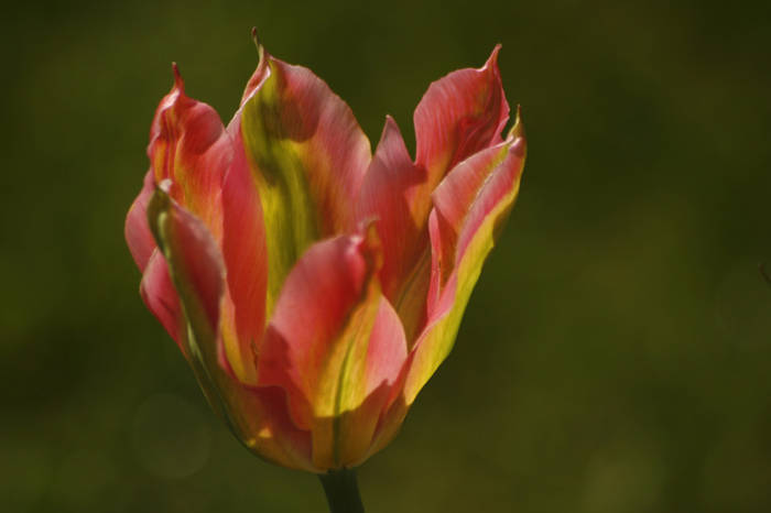 Angeline - garden 2009