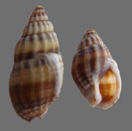 Shell097