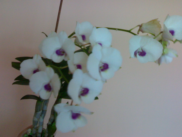 Den alb - Dendrobium phalaenopsis 2009