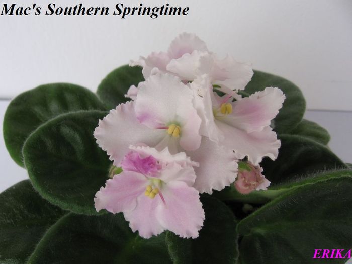 Mac Southern Springtime 2009 jul 13 - Violete de colectie