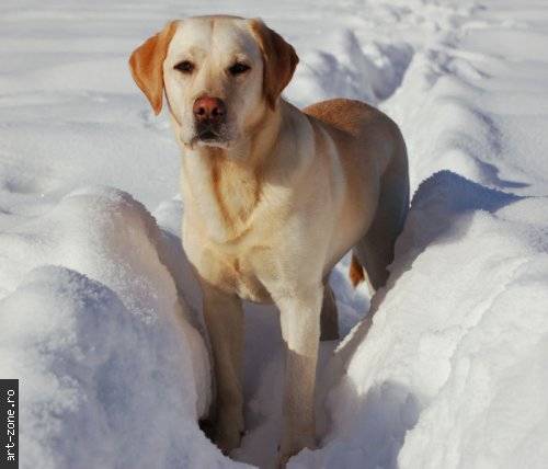 Labrador - caini