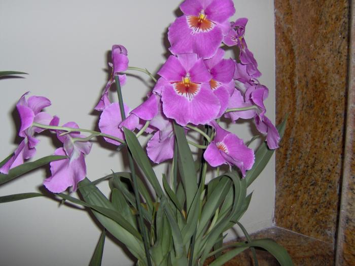 Miltoniopsis - orhidee