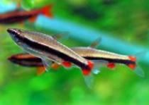 Nannostomus%20beckfordi