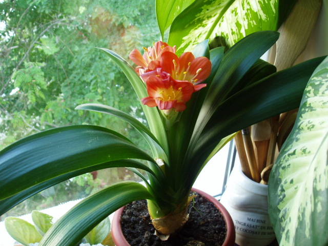 clivia