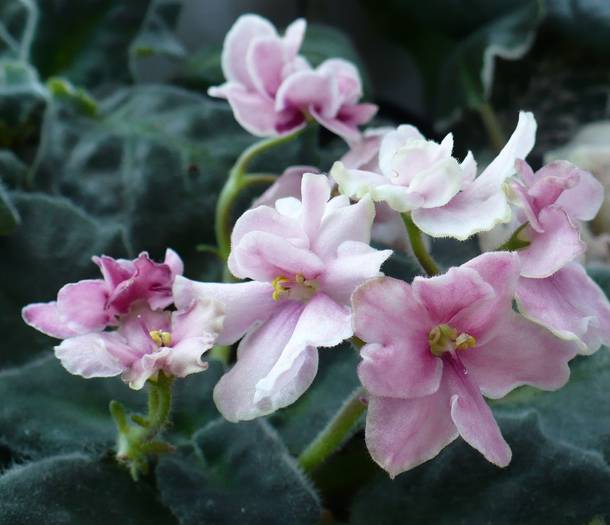 P1130771 - Saintpaulia - violete de camera