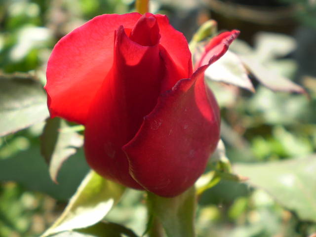 P5091345 - trandafiri