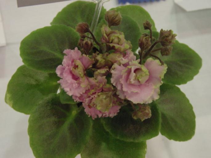 Sassy_Sister_2005avsa - violete de pe net 1