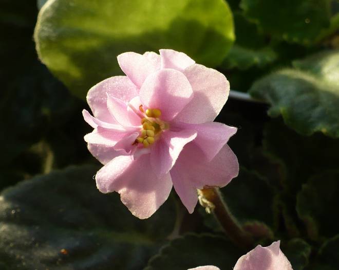 P1140003 - Saintpaulia - violete de camera