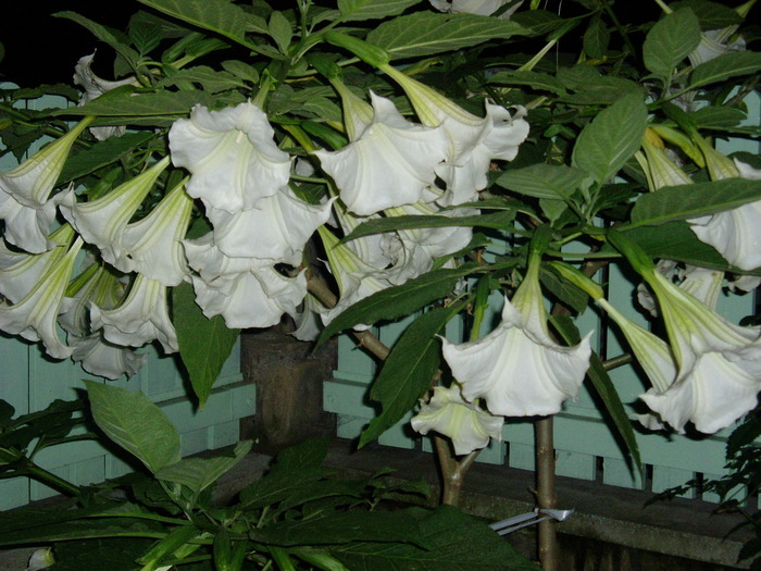 18 sep.2009 - BRUGMANSIA-trompeta ingerilor