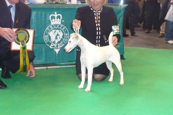 P1050514 - crufts 2009 smooth fox  and wire