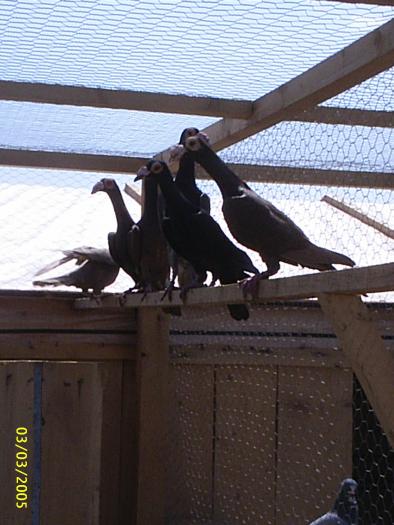 poze div pasari 123; porumbei carrier
