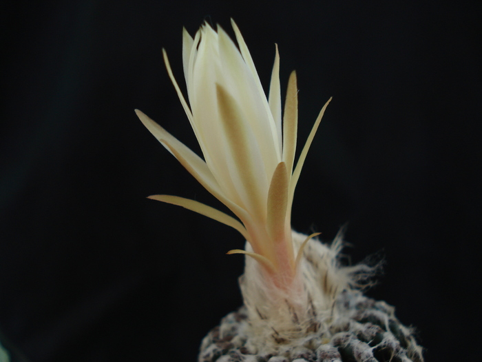 Discocactus horstii.