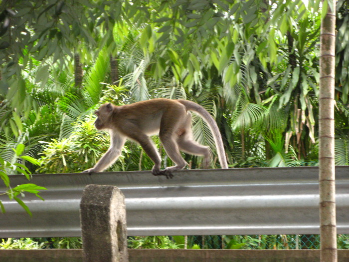 IMG_0293 - 2_1 - Kuala Lumpur Bird Park