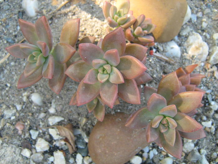 IMG_8187 - Cactusi la mosie 17 iunie 2009