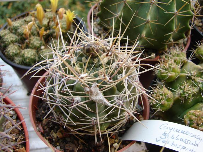 Gymnocalycium gibbossum v. albispinum - Cactusi la Mangalia