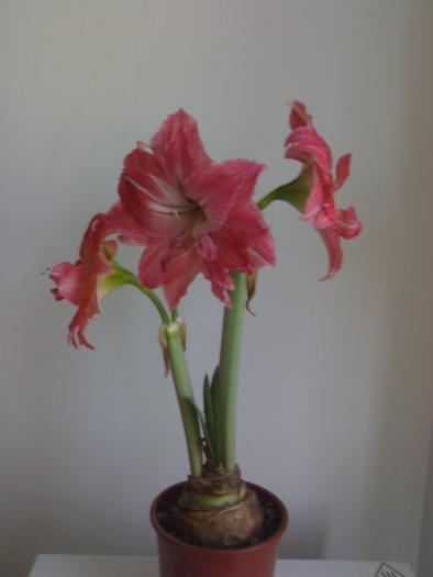 Hippeastrum Lady Jane - Hippeastrum sezon 2008