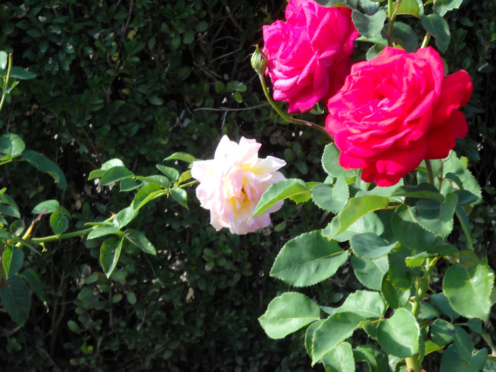 Picture 286; 1.82mb jpeg 1/7/2009 7:17am
