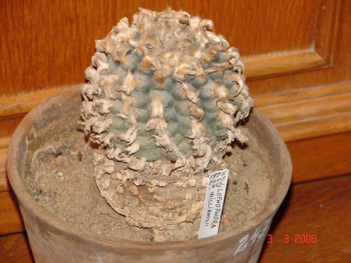 Lophophora williamsii - 2008