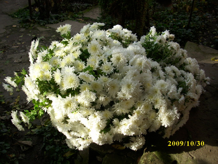 DSCI2068 - crizanteme