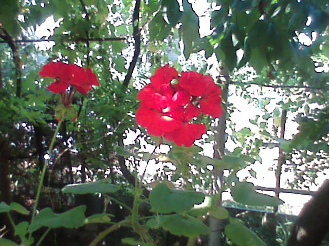 draganeasa09 005 - vacanta draganeasa 2009