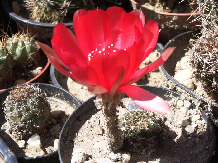 Lobivia arachnacantha - Lobivia