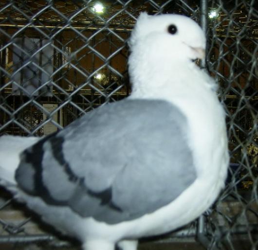 pescarus 1 - 1501 Expo Timisoara 2006