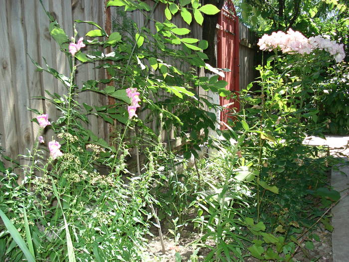 DSC09225