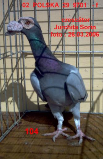 12 - porumbei carieri - 2006
