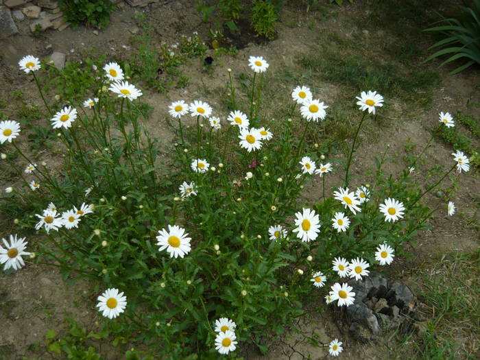 P1000877
