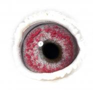 RAPEOEUXOKTTPMPCPRV - OCHII PORUMBEILOR