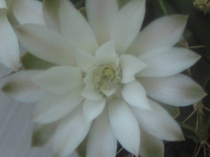 Gymnocalycium mihanovichii - iunie 2009