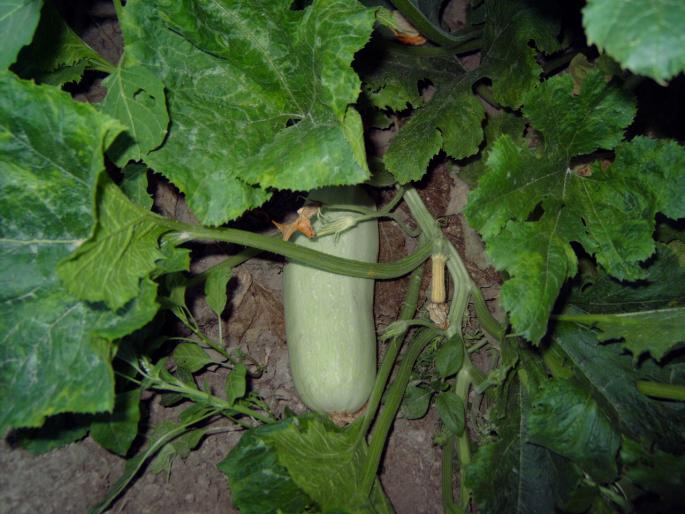 dovlecel - Gradina de legume