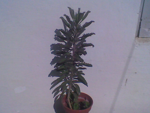 Imag012