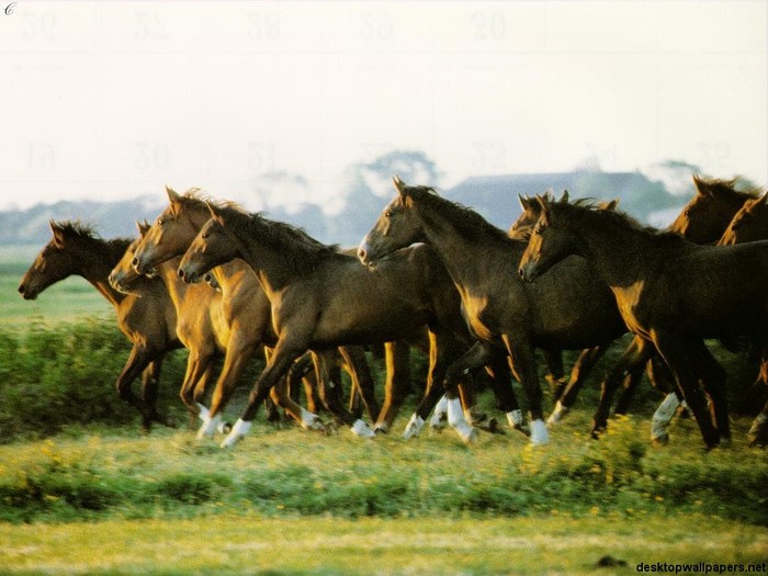 horses05_1024x768