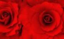 745865_roses - Trandafiri