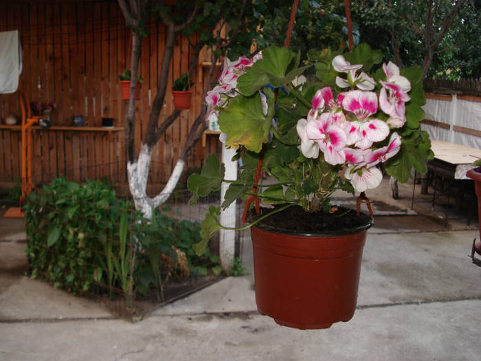 DSC09556