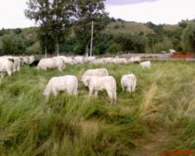 YMRKWYUIDUSSRVRWHVM - ROMANIA-FERME-VACI -VITEI-TAURASI