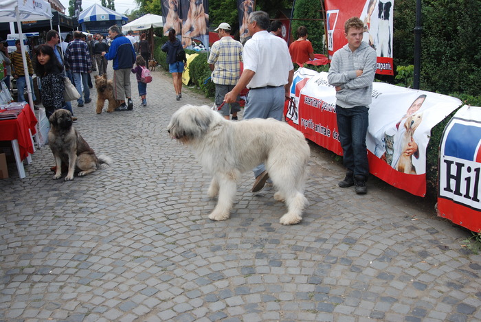 DSC_0113 - Concurs international de frumustete canina 2009 TgMures