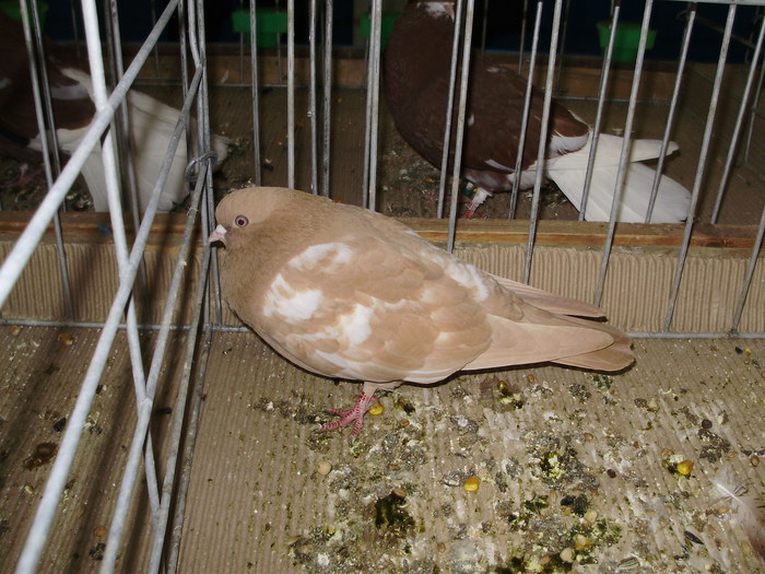 10569 portughez tbl 1 - 1507 partea 6a