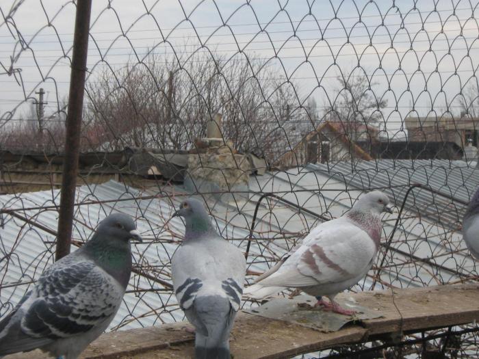 crescatorie 078 - PORUMBEI 2008