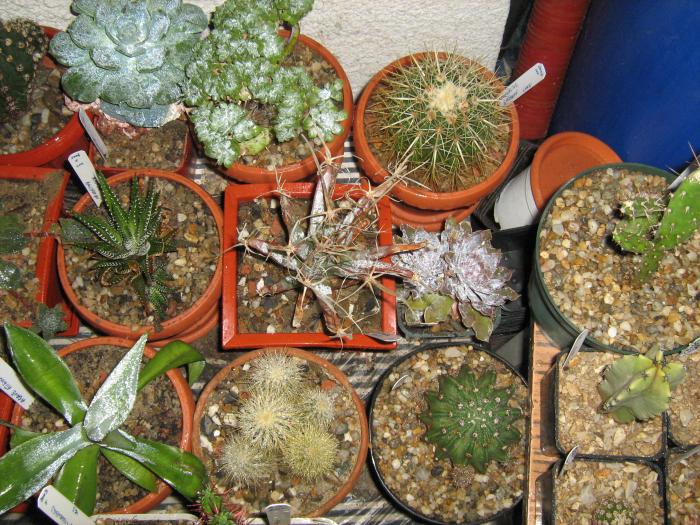 IMG_1986 - Cactusi 2009