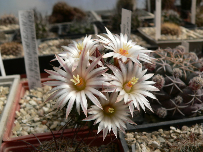 coryphantha_clavata_ssp.stipitata - genul Coryphantha