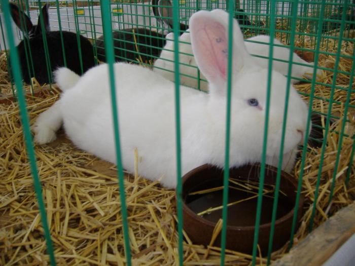 Nitra 06.12.2008 118