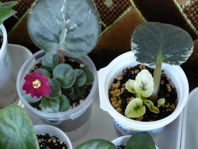 Ma-s Crime Scene si variegata cu flori rosii (Sica) - Violete africane