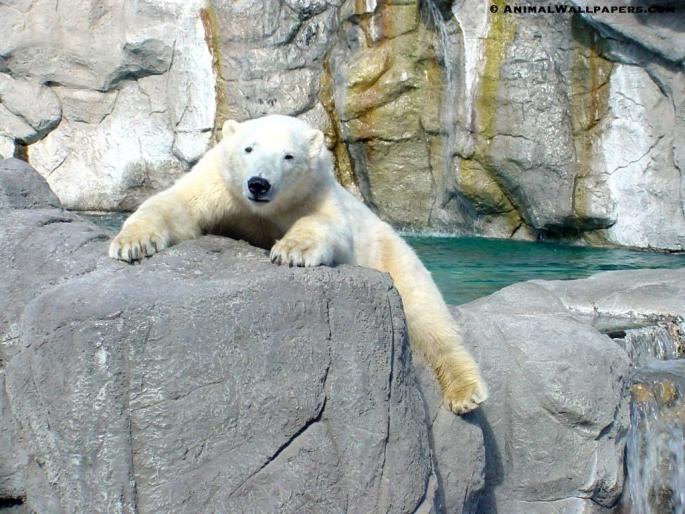 urs polar - animale