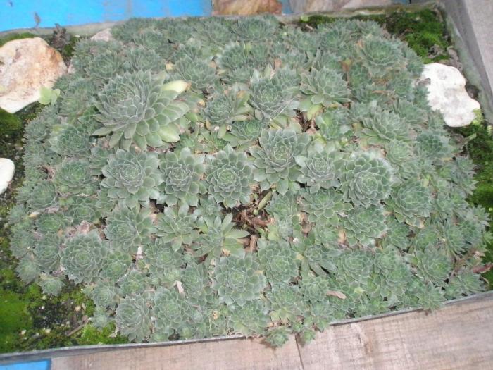 Sempervivum rozete mici ( Praktiker ) - plante de exterior - iarna 2008 - 2009